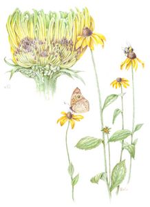 Robin Menard Botanical Illustration