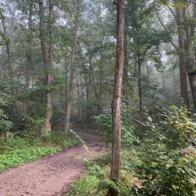 Trees in the Forest