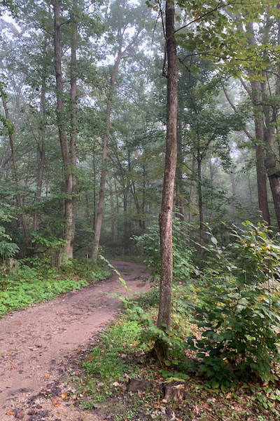 Trees in the Forest