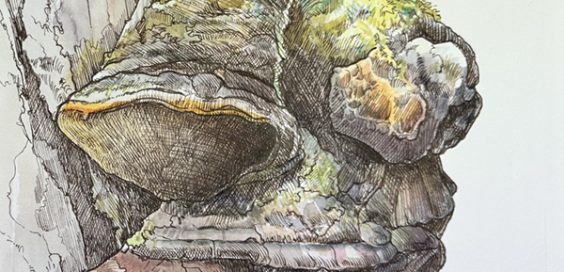 Margaret Saylor_featured image 2026