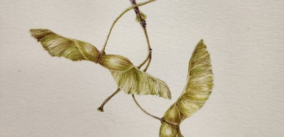 Robin Menard_featured image 2026