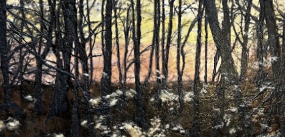 Freddie Bainbridge_featured image 2026